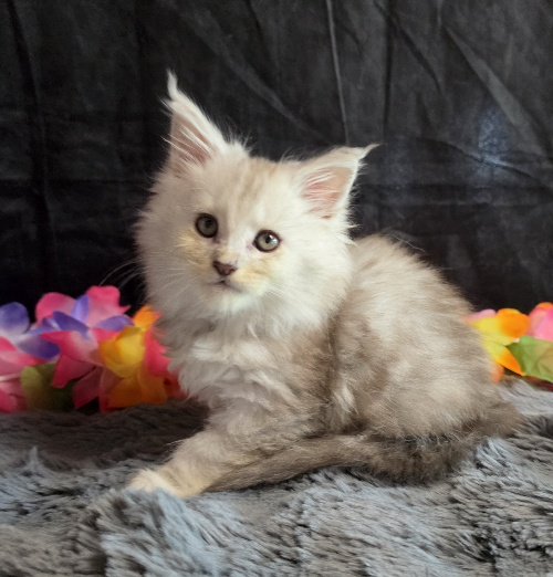 Opal pink collar blue smoke torbie Maine Coon kitten photo 3