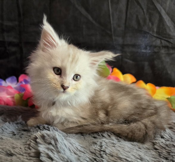 Opal pink collar blue smoke torbie Maine Coon kitten photo 4