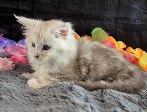 Opal pink collar blue smoke torbie Maine Coon kitten photo 5