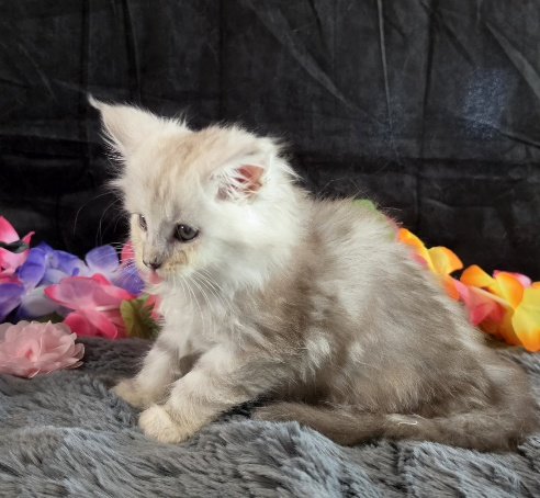 Opal pink collar blue smoke torbie Maine Coon kitten photo 6