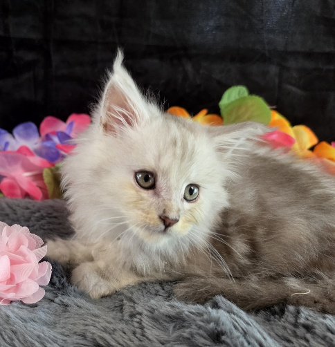 Opal pink collar blue smoke torbie Maine Coon kitten photo 7