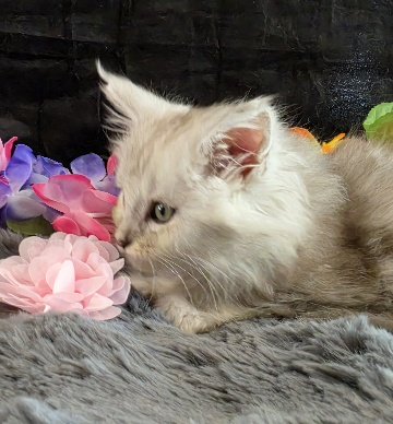 Opal pink collar blue smoke torbie Maine Coon kitten photo 8