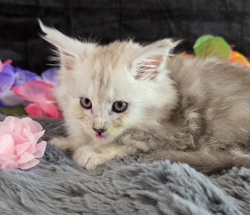 Opal pink collar blue smoke torbie Maine Coon kitten photo 9