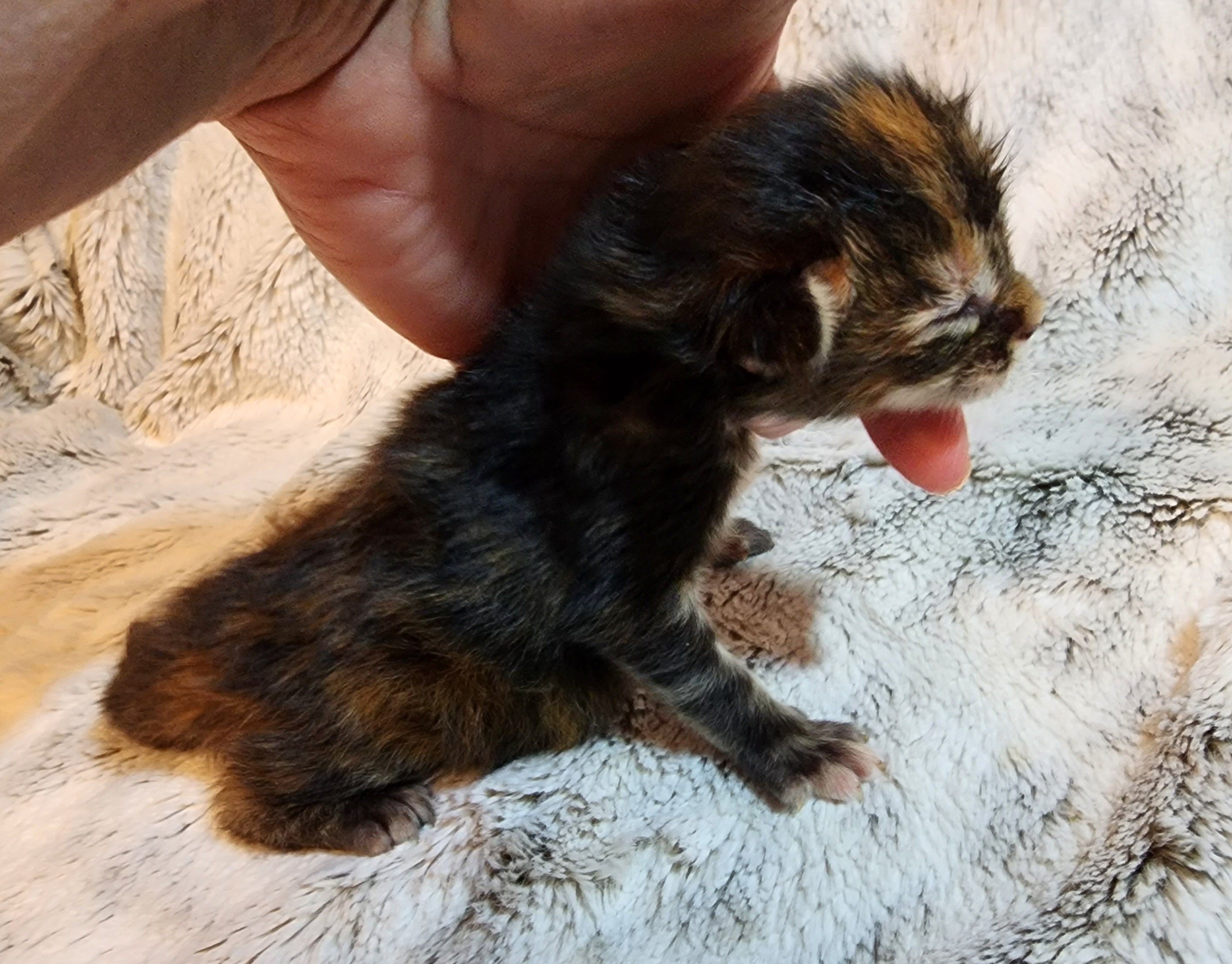 MaineCoonKittensEremeyRauchenFT3.jpg MaineCoonKittensEremeyRauchenFT3.jpg