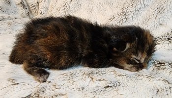MaineCoonKittensEremeyRauchenFT4.jpg MaineCoonKittensEremeyRauchenFT4.jpg