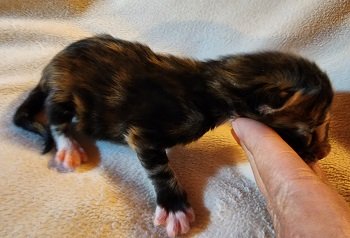 MaineCoonKittensEremeyRauchenFTW1.jpg MaineCoonKittensEremeyRauchenFTW1.jpg