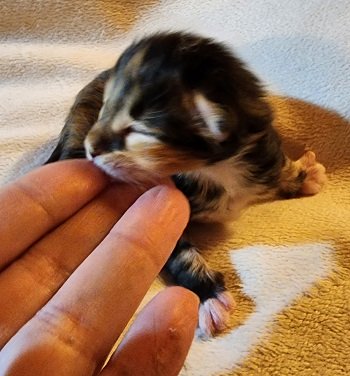 MaineCoonKittensEremeyRauchenFTW2.jpg MaineCoonKittensEremeyRauchenFTW2.jpg