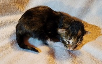 MaineCoonKittensEremeyRauchenFTW3.jpg MaineCoonKittensEremeyRauchenFTW3.jpg