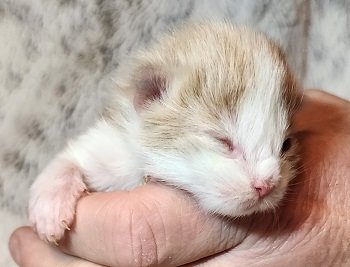 MaineCoonKittensEremeyRauchenMSC2.jpg MaineCoonKittensEremeyRauchenMSC2.jpg