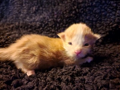 MaineCoonKittensEremeyRauchenMSC4.jpg MaineCoonKittensEremeyRauchenMSC4.jpg