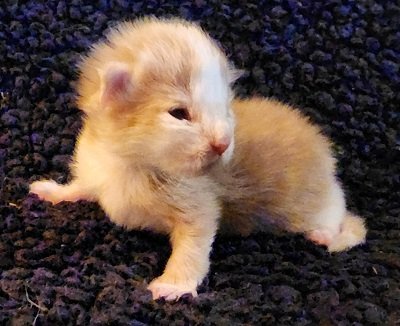 MaineCoonKittensEremeyRauchenMSC5.jpg MaineCoonKittensEremeyRauchenMSC5.jpg