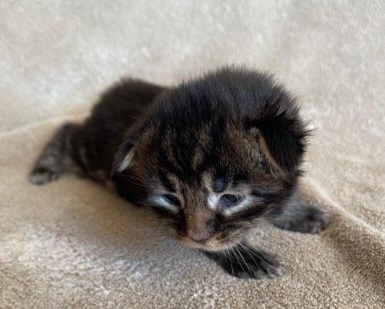 MaineCoonKittensGalandrielYota10152022FBrightPink10.jpg