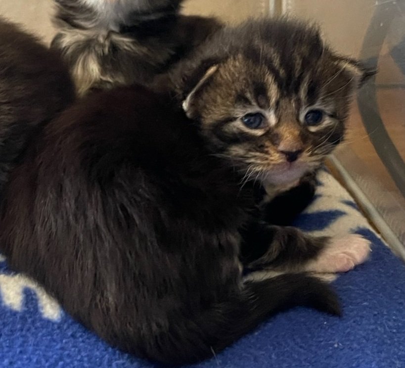 MaineCoonKittensGalandrielYota10152022FBrightPink13.jpg