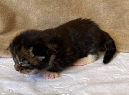MaineCoonKittensGalandrielYota10152022FPurple10.jpg