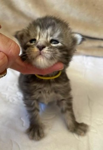 MaineCoonKittensGalandrielYota10152022FYellow5.jpg