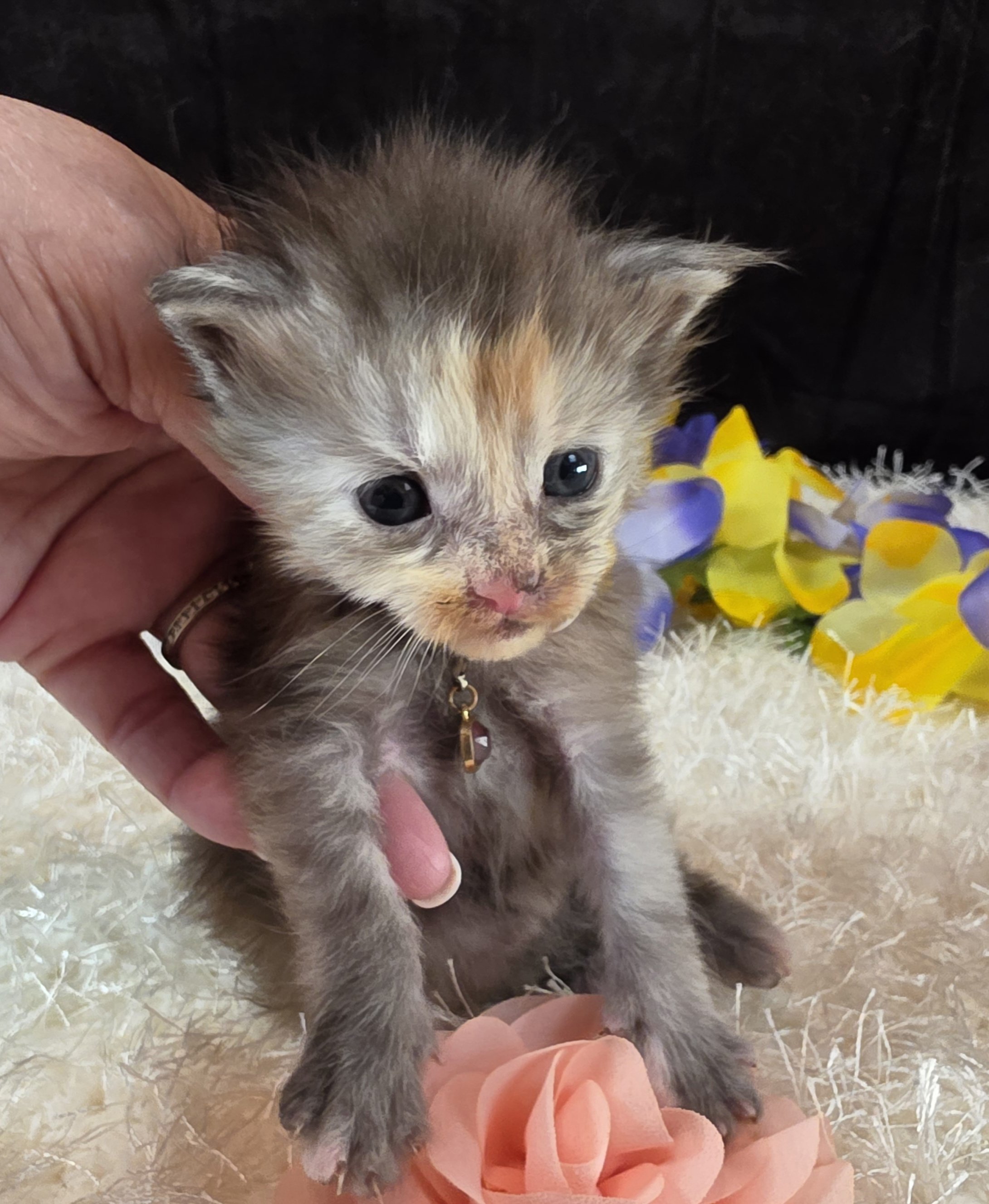 Salsa pink collar Maine Coon kitten photo 4