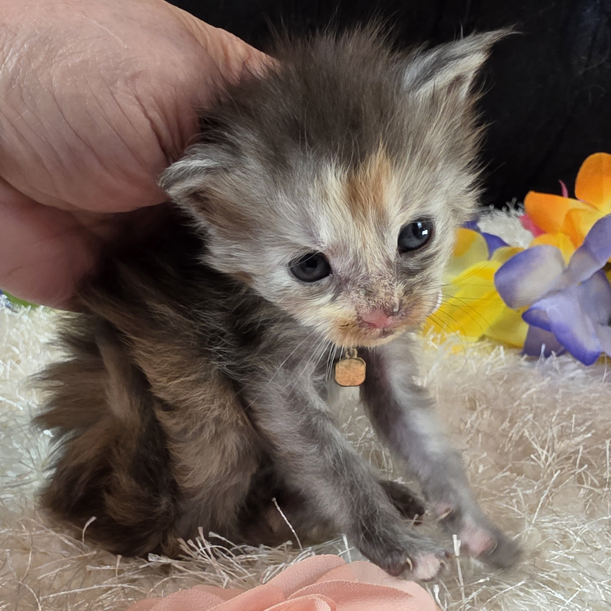 Salsa pink collar Maine Coon kitten photo 5