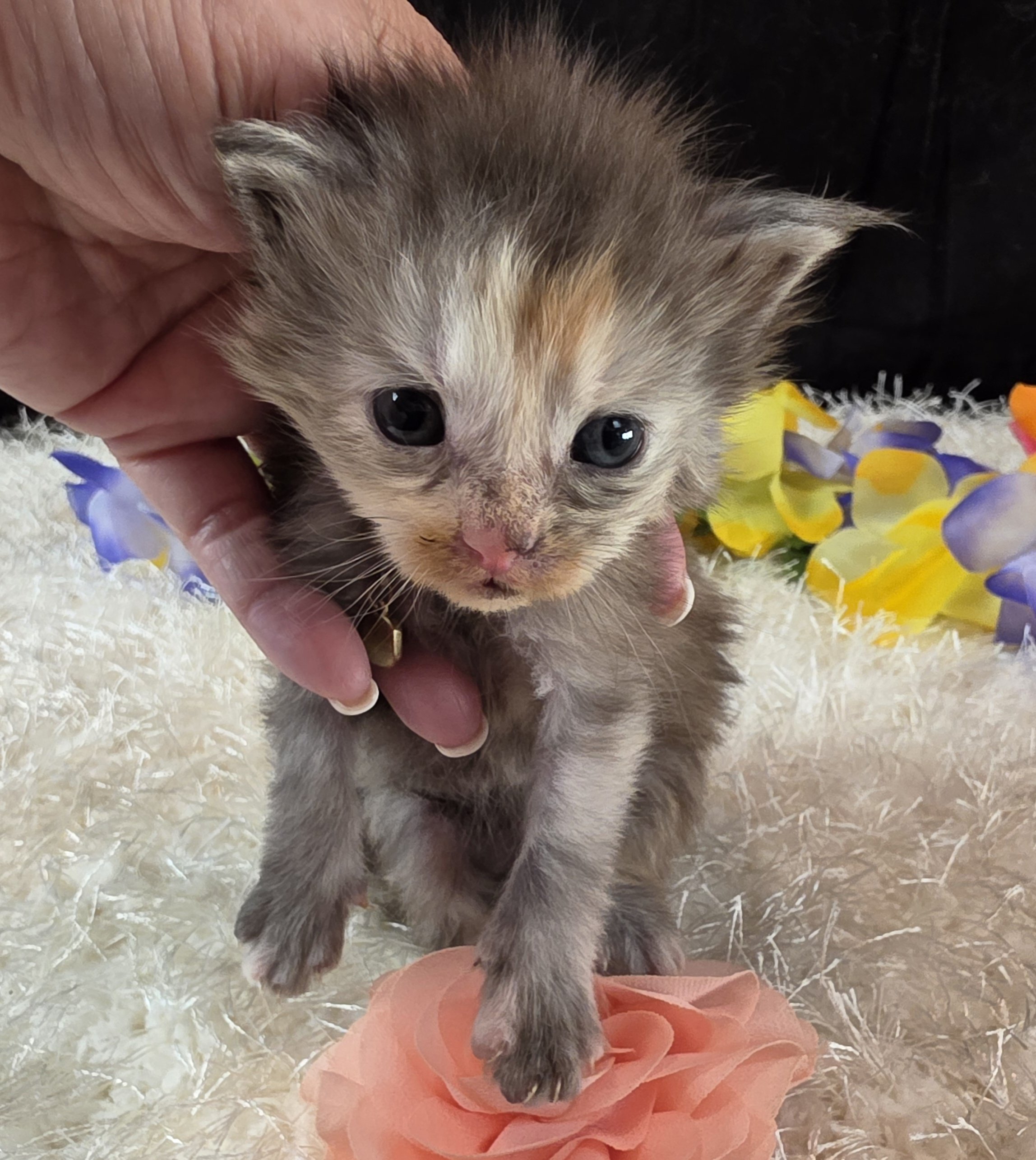 Salsa pink collar Maine Coon kitten photo 6