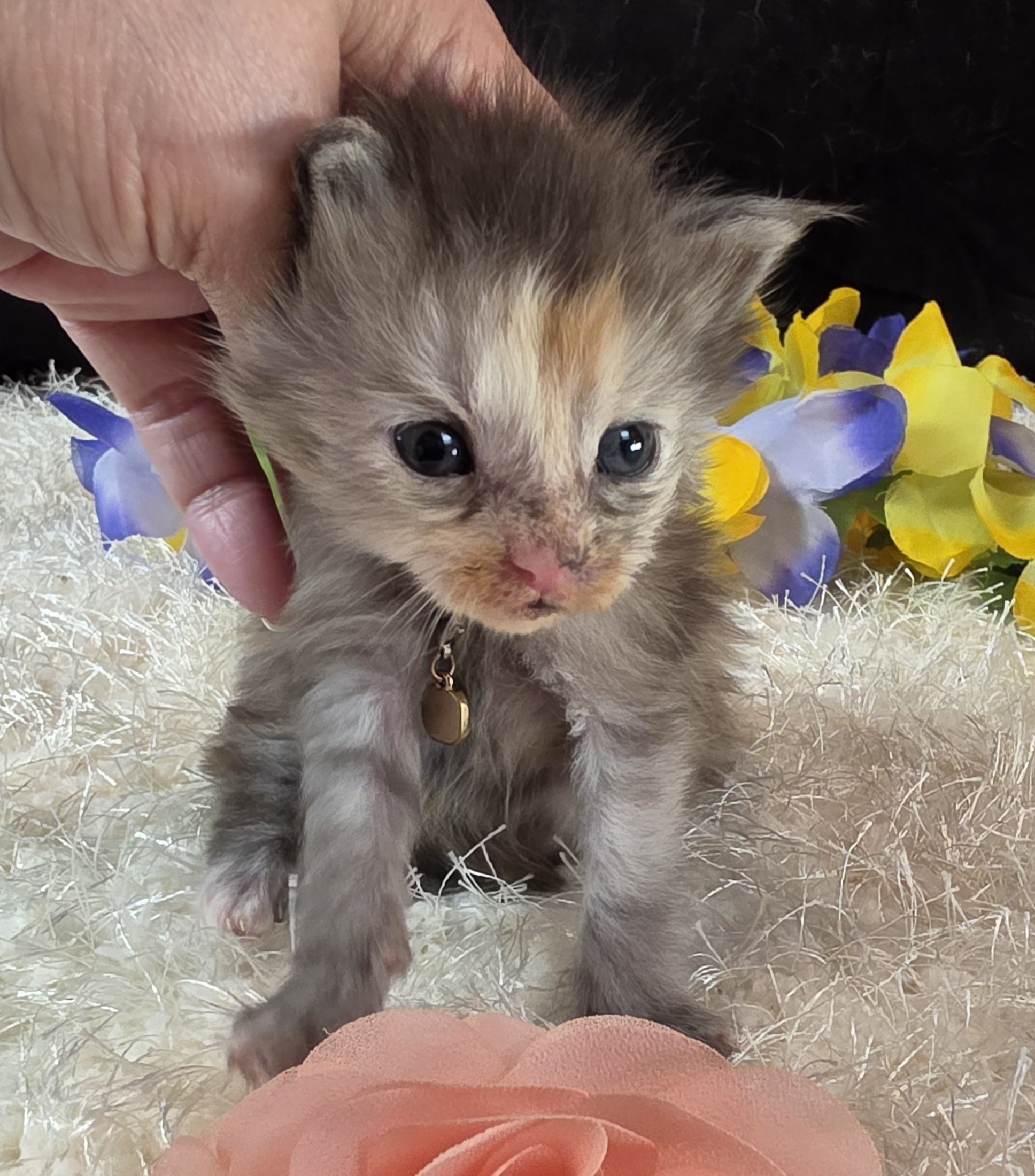 Salsa pink collar Maine Coon kitten photo 7
