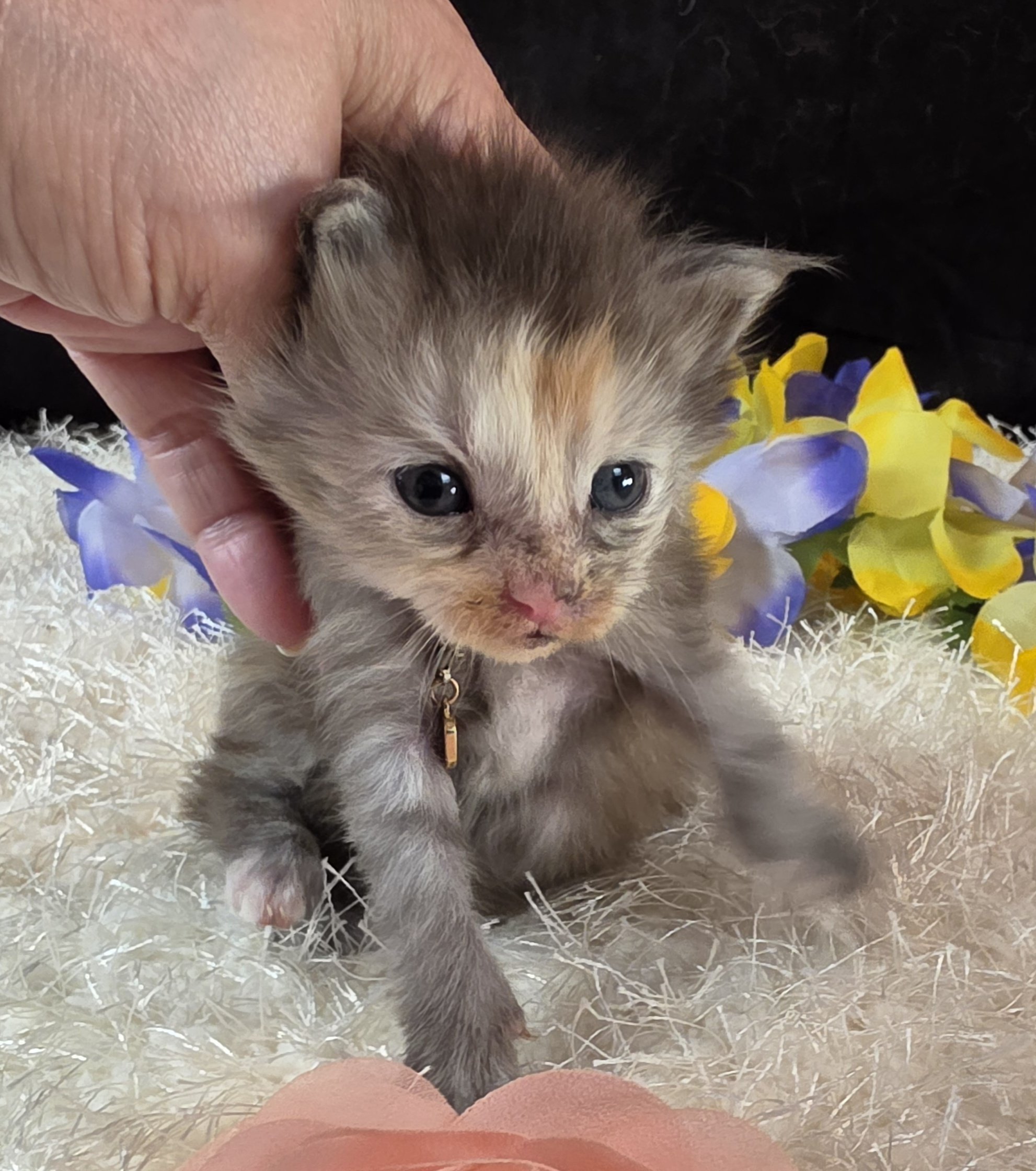 Salsa pink collar Maine Coon kitten photo 8