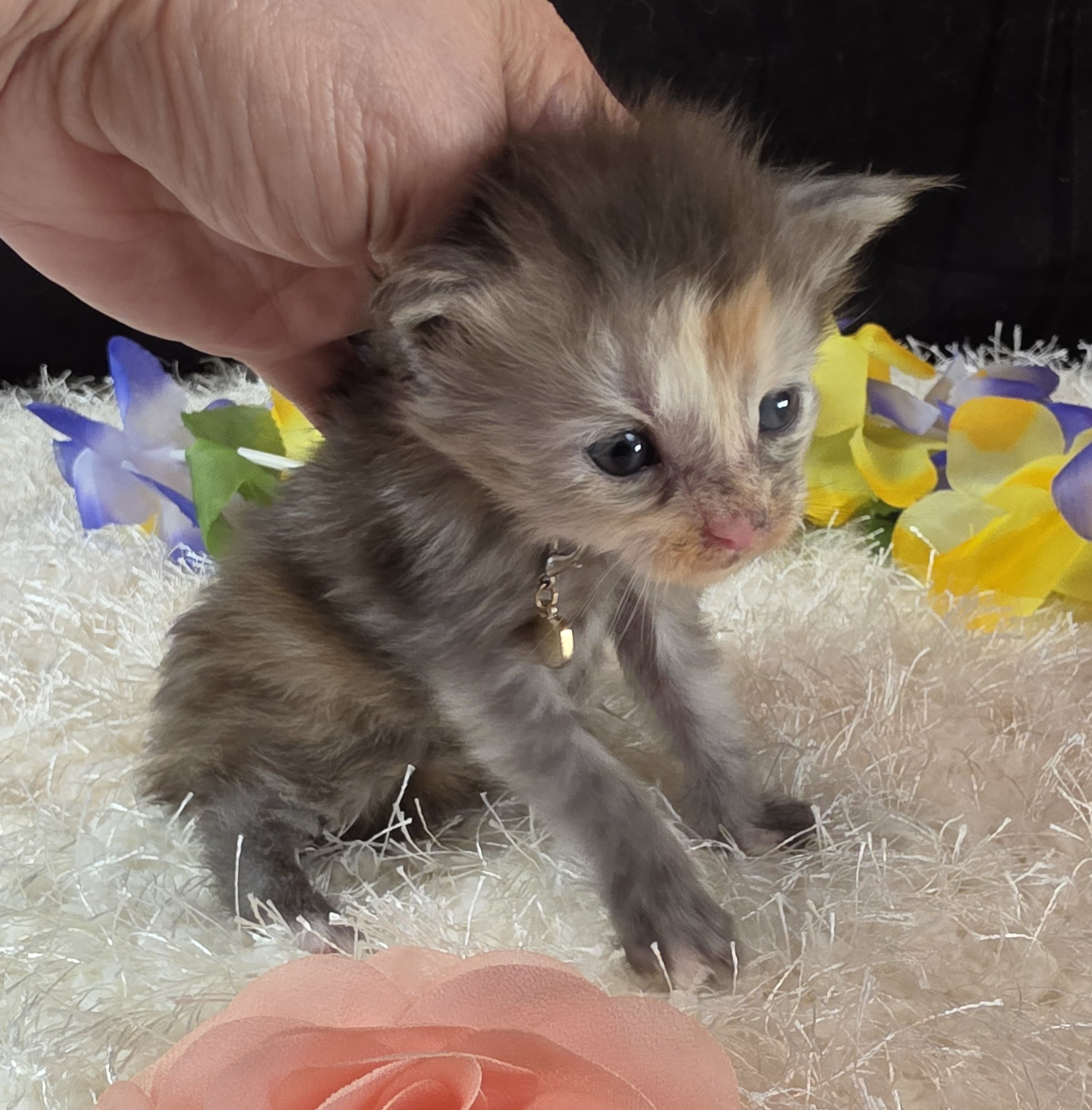 Salsa pink collar Maine Coon kitten photo 9