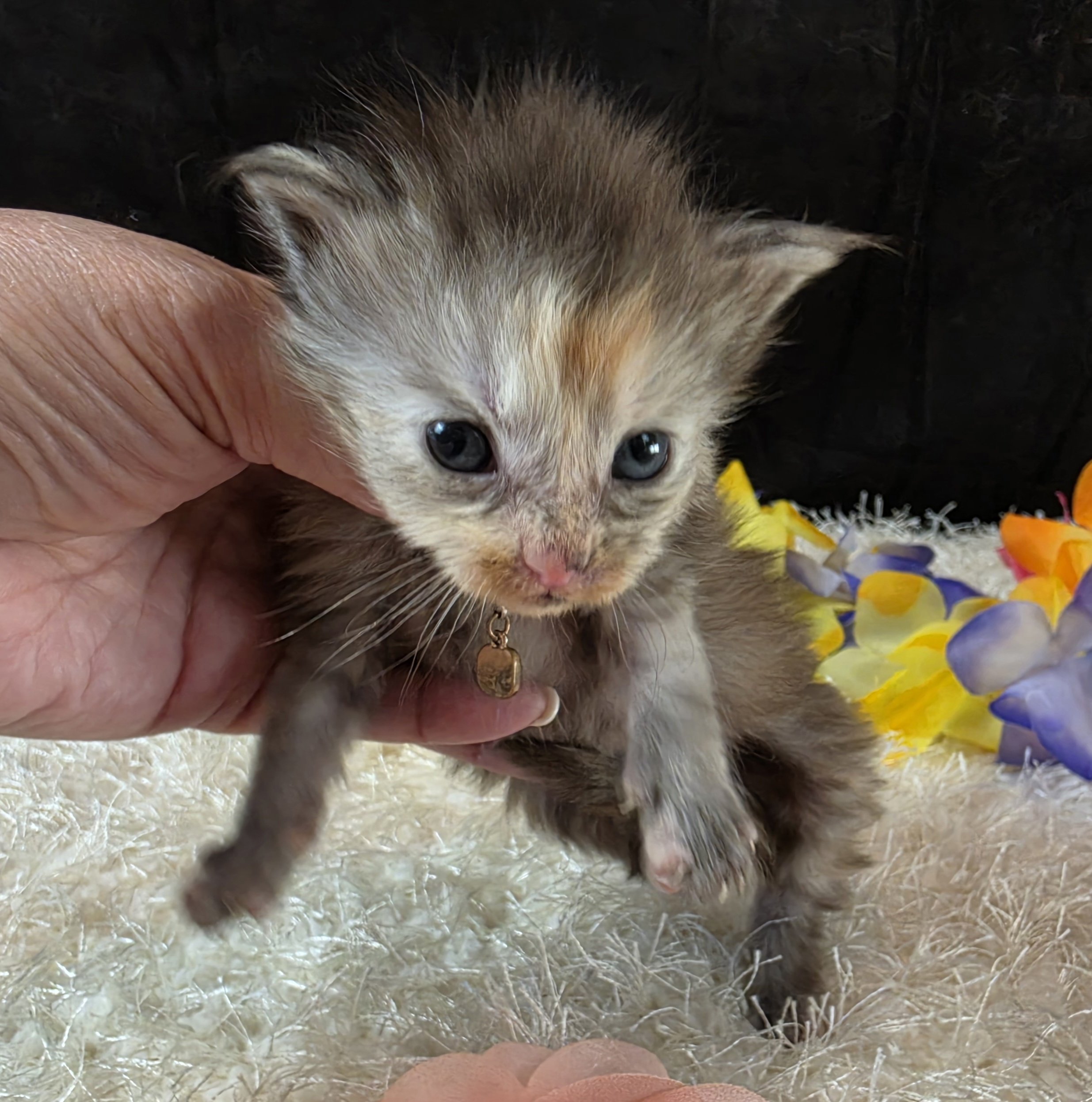 Salsa pink collar Maine Coon kitten photo 10