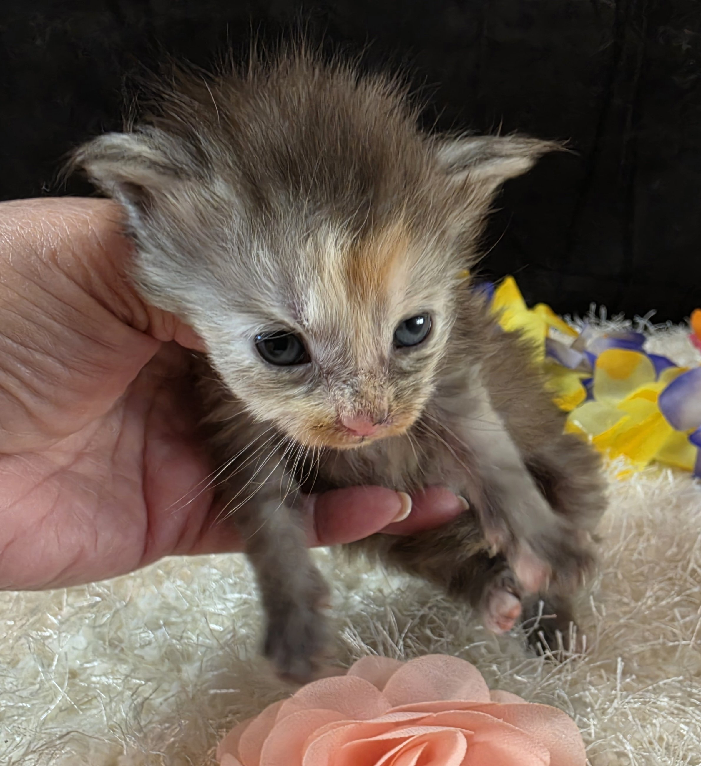 Salsa pink collar Maine Coon kitten photo 11