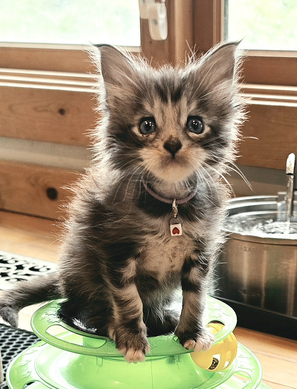 Cha Cha purple collar Maine Coon kitten photo 1