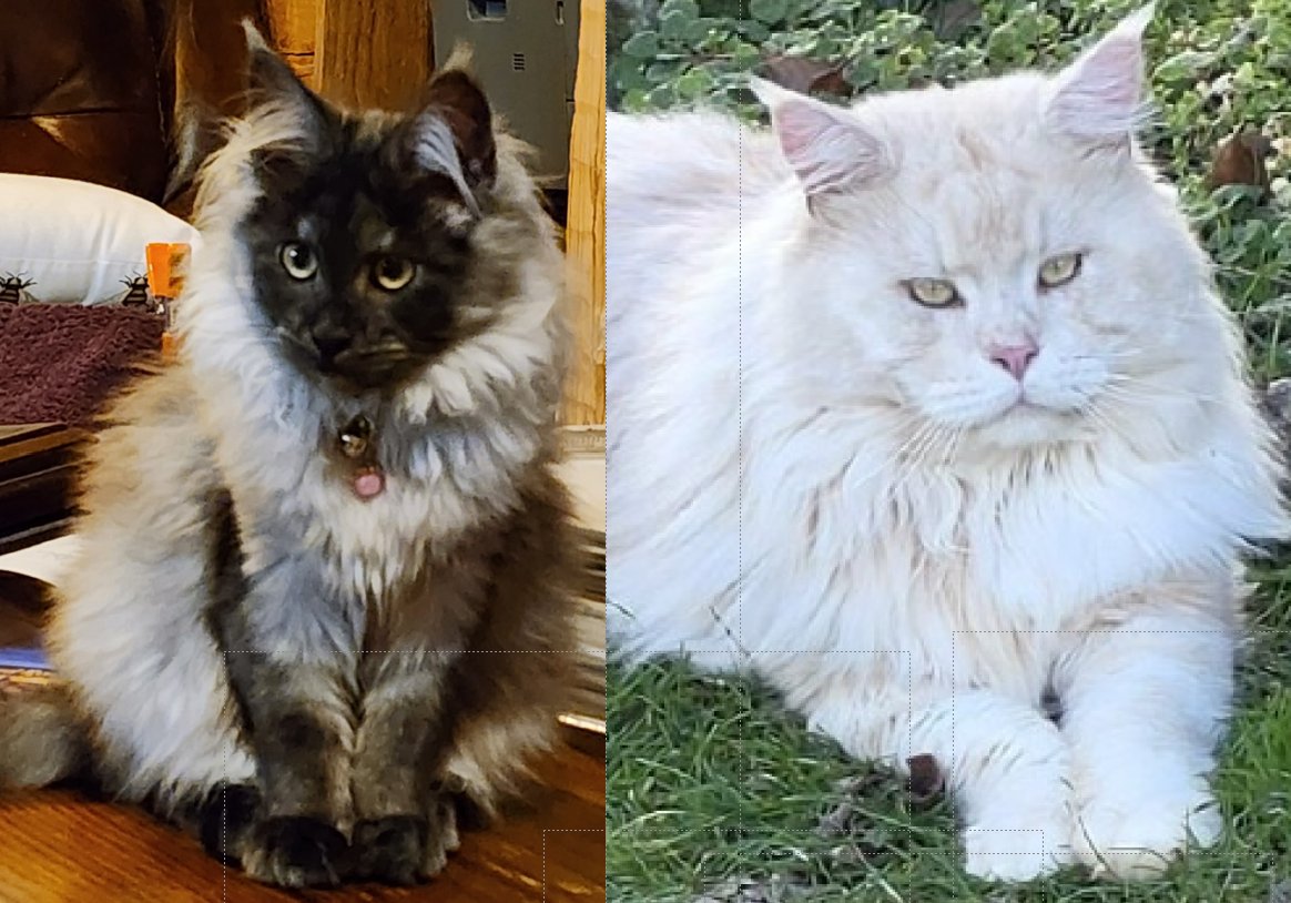 Dixie Rose and Emilien Akoni Maine Coon litter