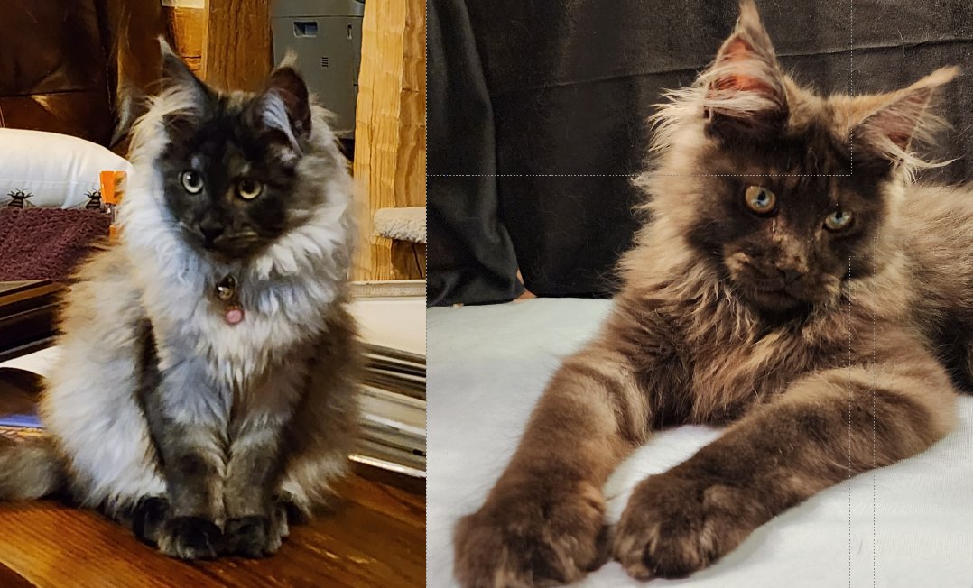 Maine Coon kittens Dixie & Virtuoso litter