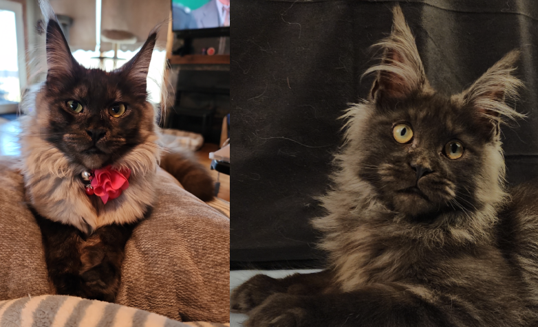 Dixie Rose × White Mountain Virtuoso pairing photo