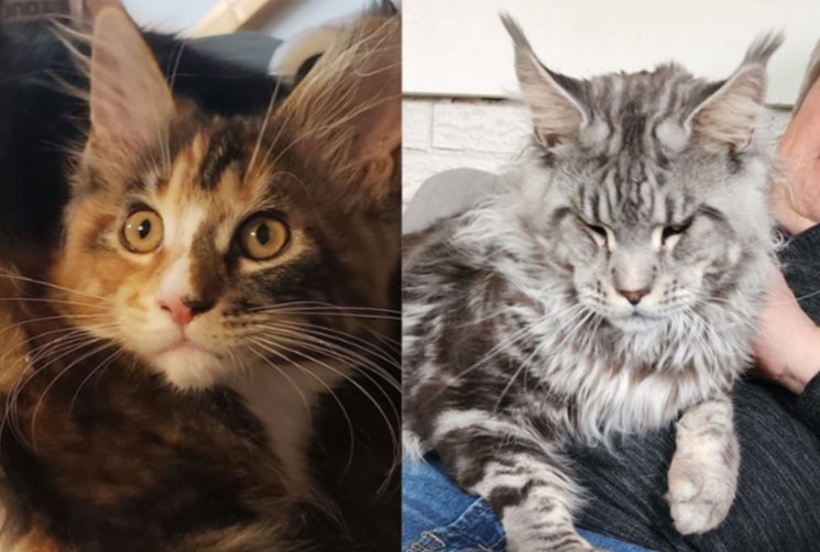 Maine Coon kittens Ettinette & Emrys litter