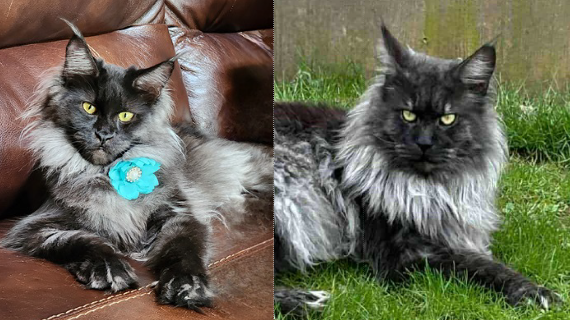 Kailani × UA*Kral Kristolin Dandy pairing photo