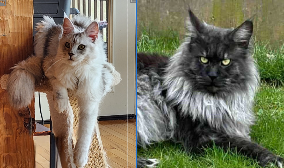 Mazey Leilia × White Mountain Virtuoso pairing photo