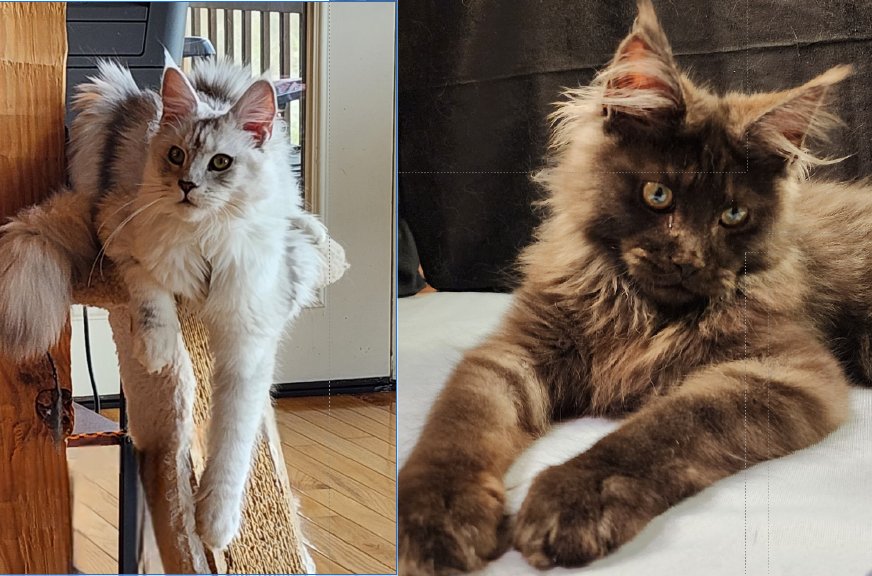 Maine Coon kittens Mazey & White Mountain Virtuoso litter