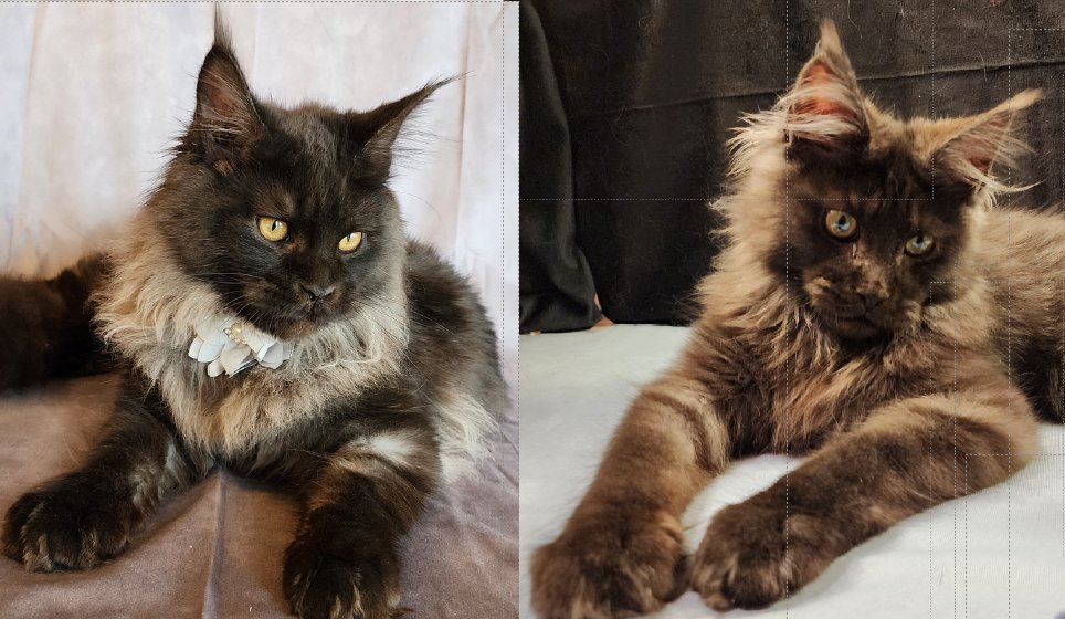 Maine Coon kittens Miss Fortune & Virtuoso litter