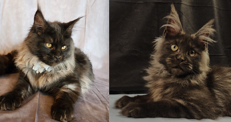 Miss Fortune × White Mountain Virtuoso pairing photo