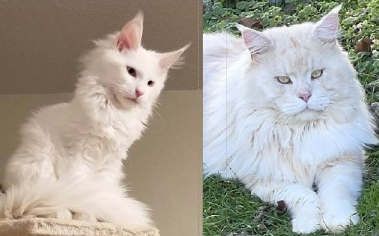 Mystique × UA*Kral Kristolin Emilien Akoni pairing photo