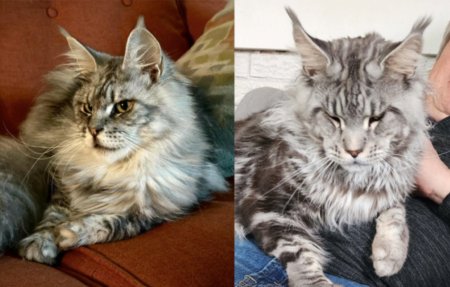 Maine Coon kittens Nissi & Emrys litter