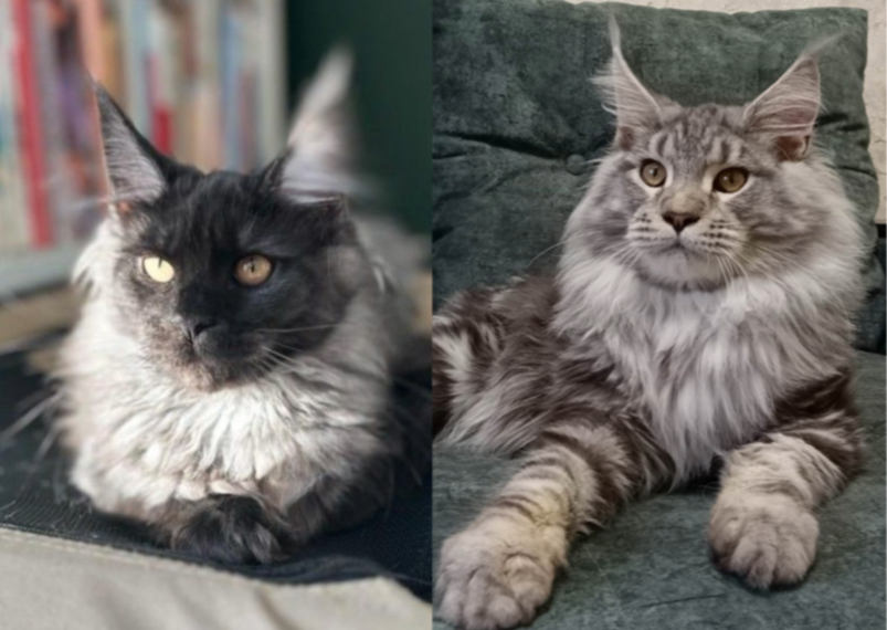 Maine Coon kittens Nirunahara & Emrys litter