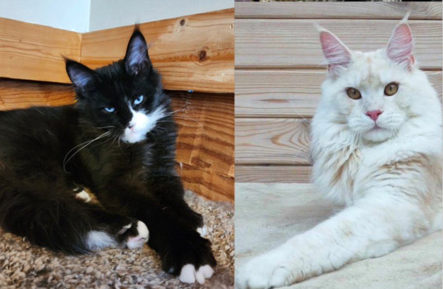 Skye Dancer and Emilien Akoni Maine Coon litter