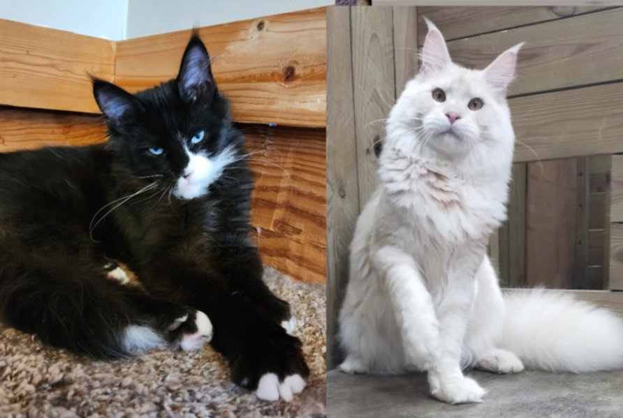 Maine Coon kittens Skye Dancer & Rauchen litter