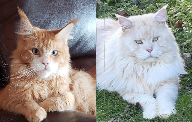 Sofiya × UA*Kral Kristolin Emilien Akoni pairing photo