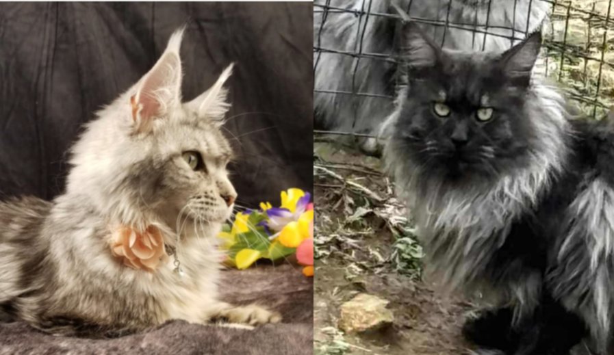 Maine Coon kittens Evenstar & Kristolin Dandy litter