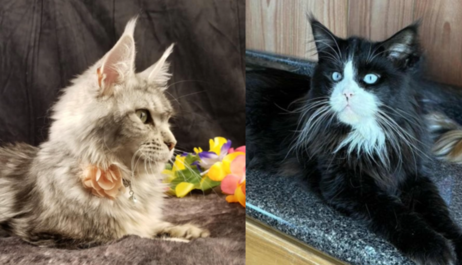 Evenstar × ZaMerlin Rauchen pairing photo