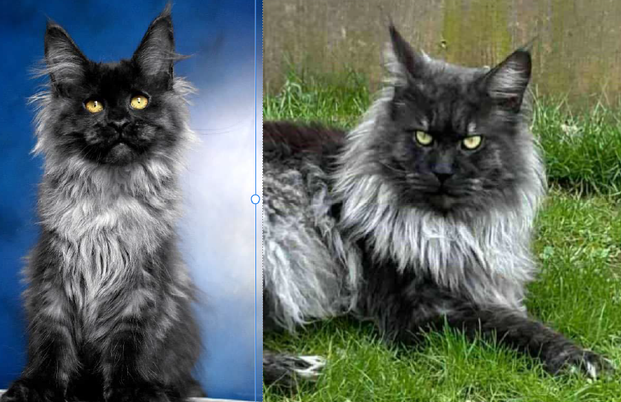 Taboo × UA*Kral Kristolin Dandy pairing photo