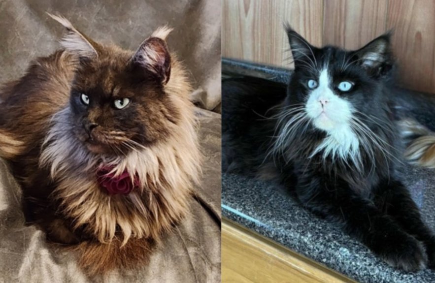 Maine Coon kittens Tanzy Tornado & Za Merlin Rauchen litter