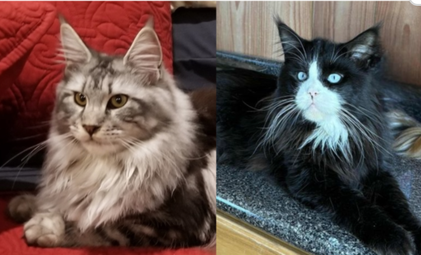 Gentianna × ZaMerlin Rauchen pairing photo