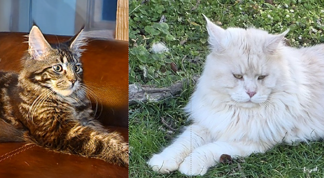 Tilley Bear × UA*Kral Kristolin Emilien Akoni pairing photo