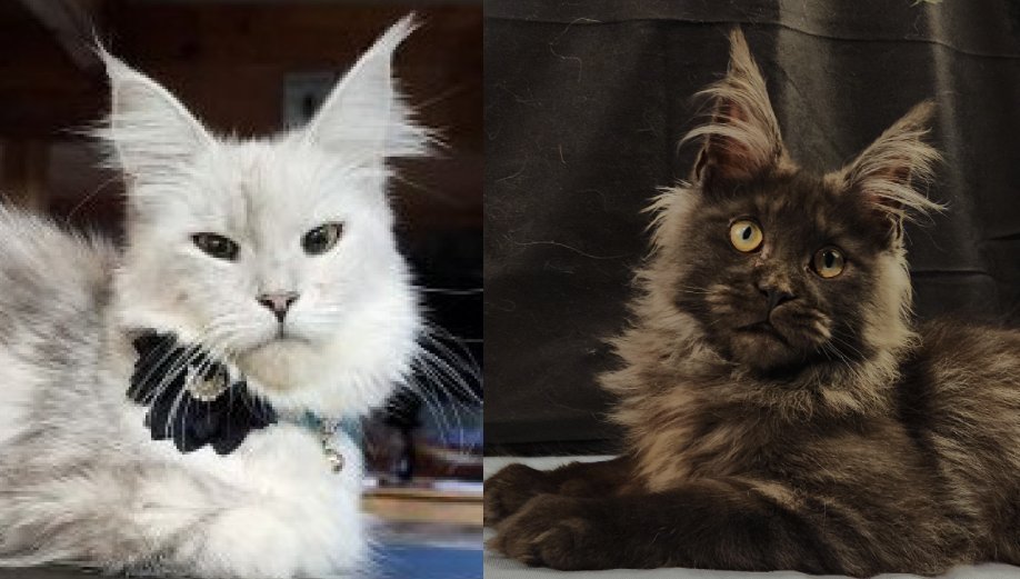 Maine Coon kittens U'Mayomi & White Mountain Virtuoso litter